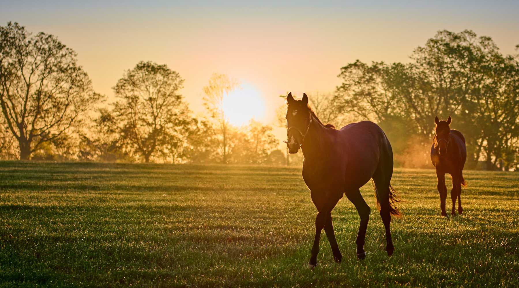 kentucky buyers real estate agent janet jones